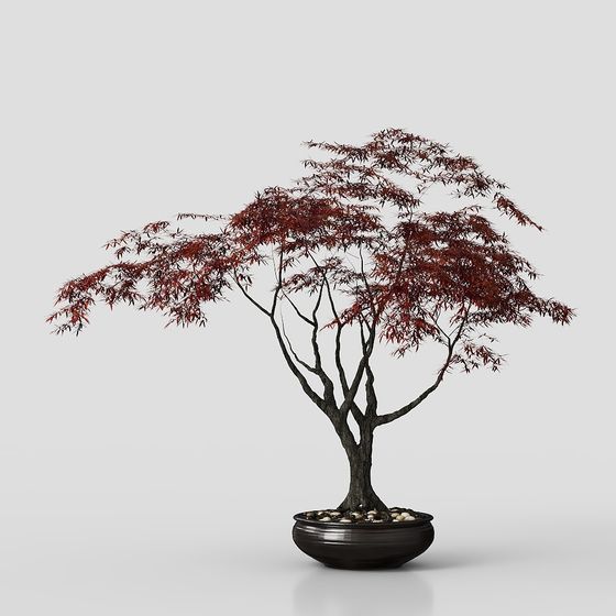 Bonsai Tree 3D model for Elegant Spaces