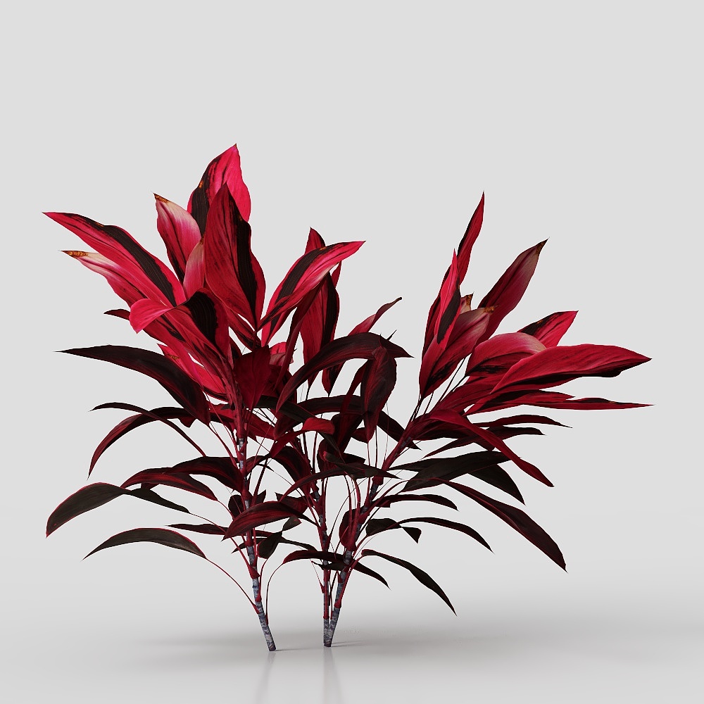 Cây Cảnh Chậu Ngoài Trời Hiện Đại