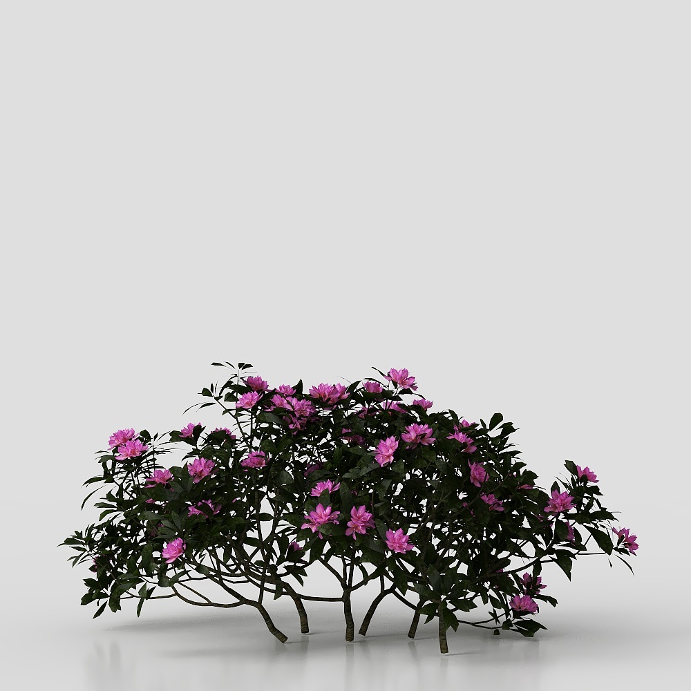 Modern Shrubs