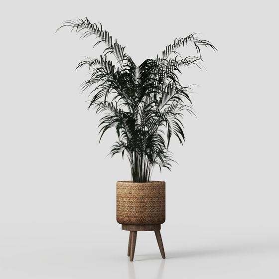 Stylish Indoor Plant 3D model
