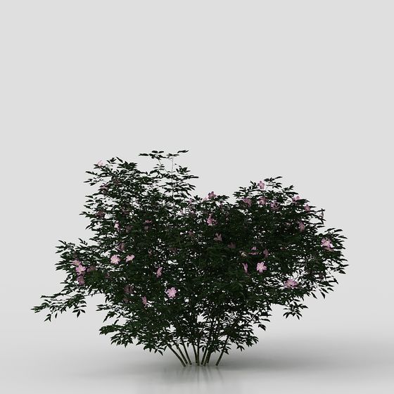 Realistic Rose Bush 3D model