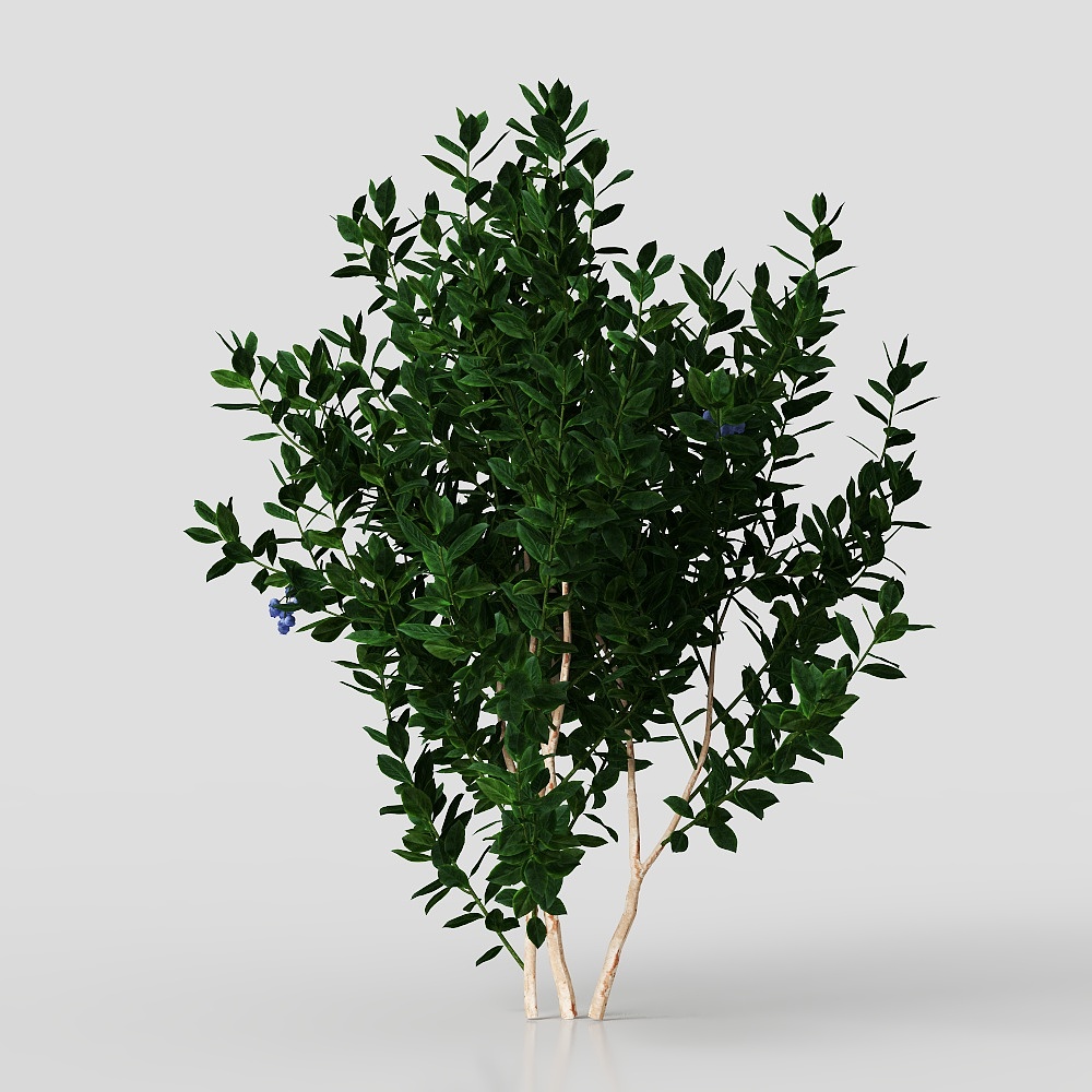 Cây bụi hiện đại