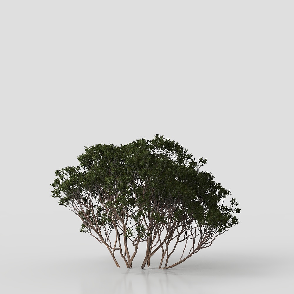 Arbusti da Parco Moderni