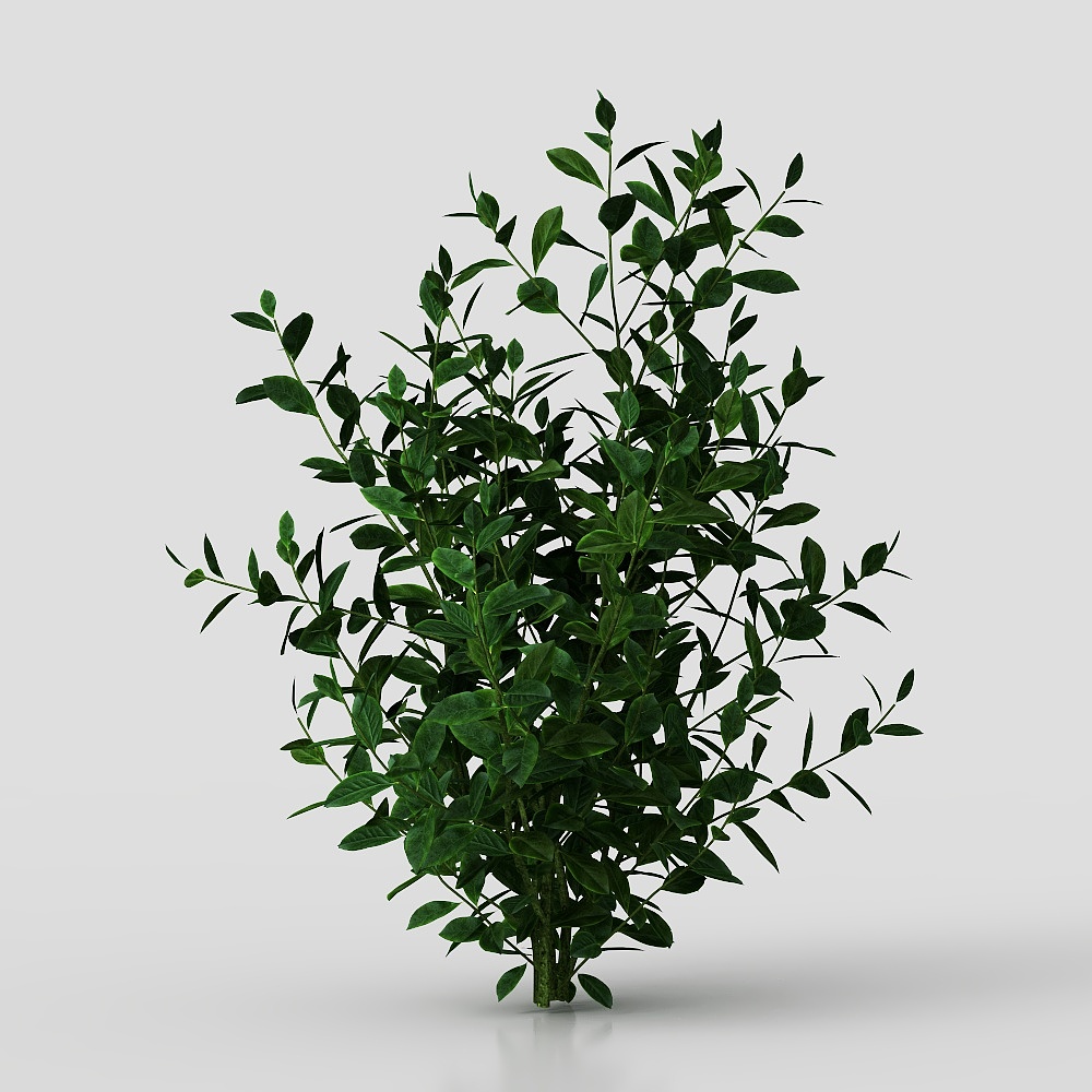Modern Shrubs