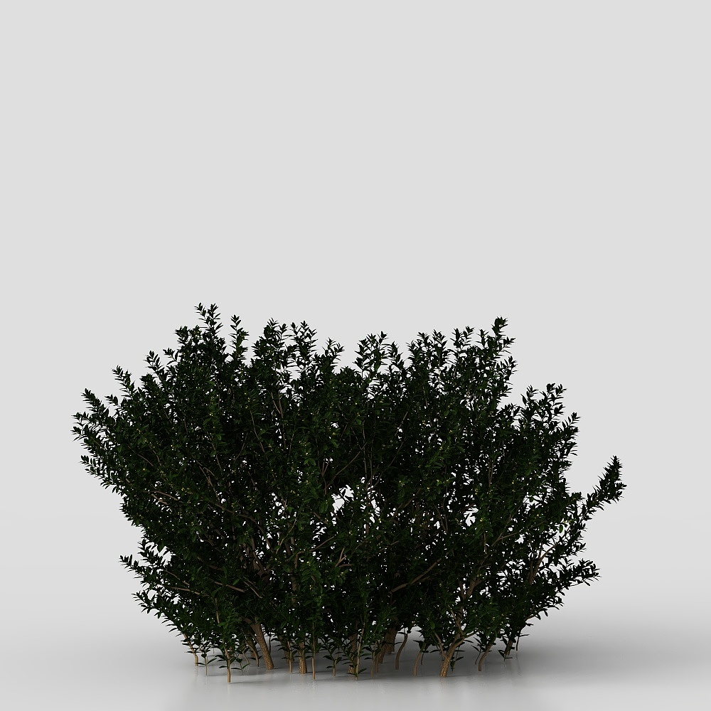 Arbusti da parco moderni