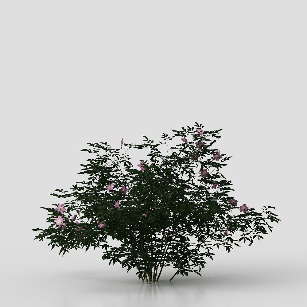 Piante Quadrate Moderne