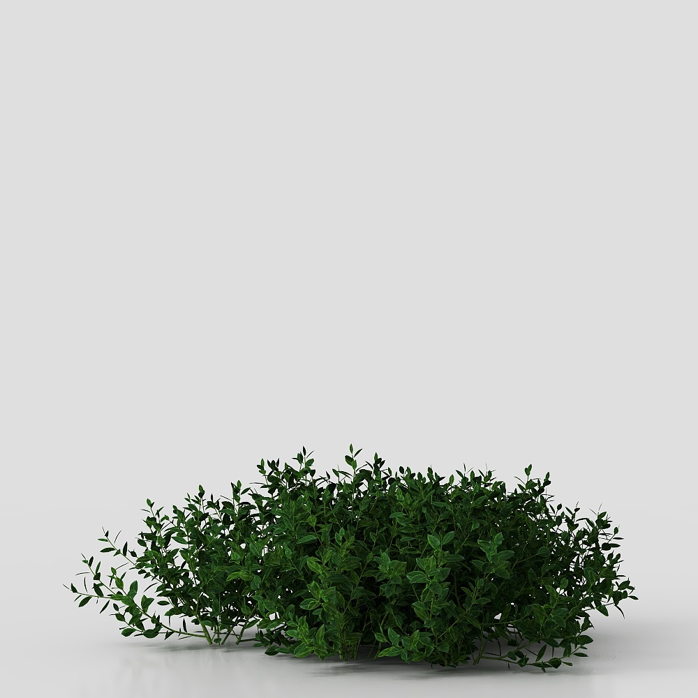 Modern Shrubs