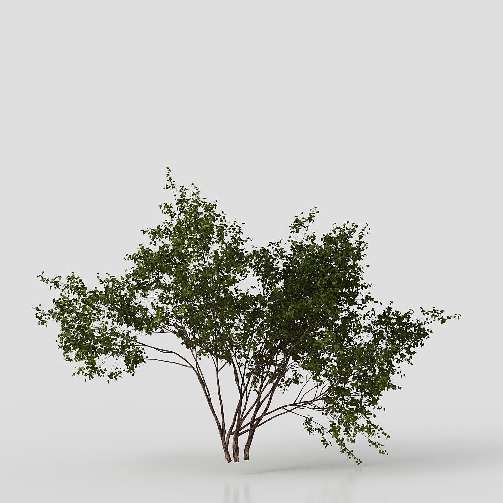 Piante Arbustive Cortile Moderna