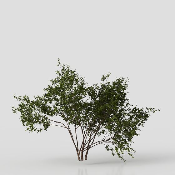 Piante Arbustive Cortile Moderna