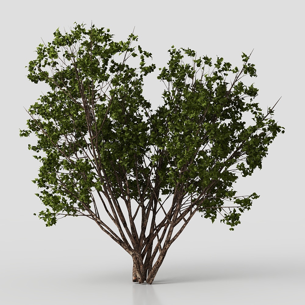 Piante Arbustive da Cortile Moderne