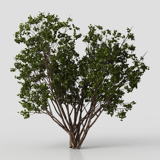 Plantes Arbustes de Cour Moderne