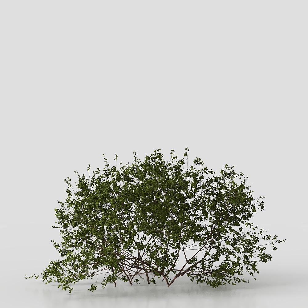 modern courtyard shrub plants