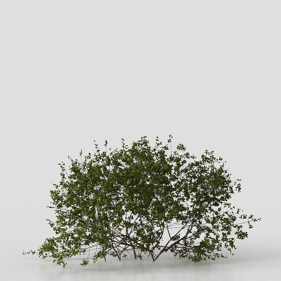 modern courtyard shrub plants