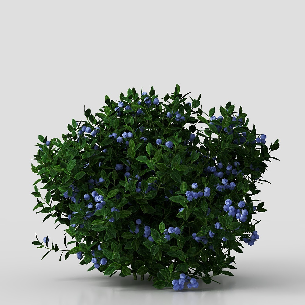 Modern courtyard shrub plants