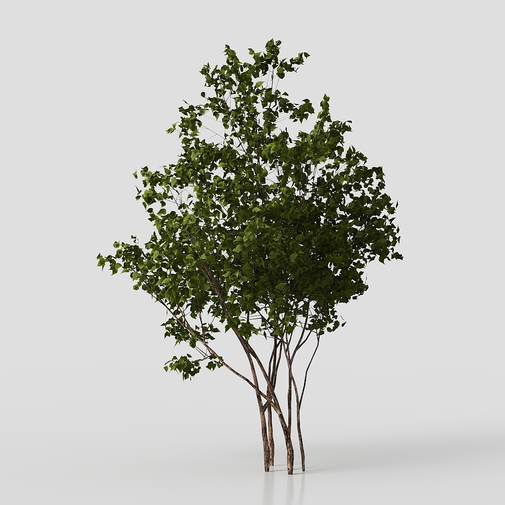 Modern Courtyard Shrub Plants