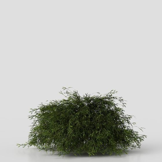 現代庭院灌木植物