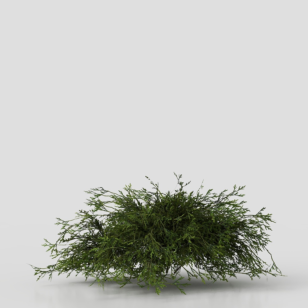 現代庭院灌木植物