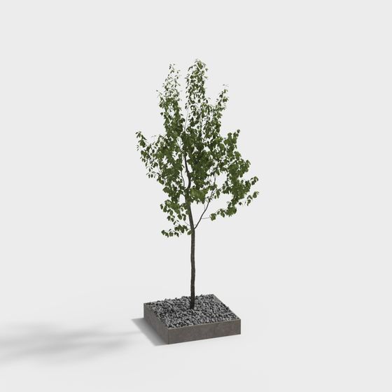 Albero moderno da strada - Betulla
