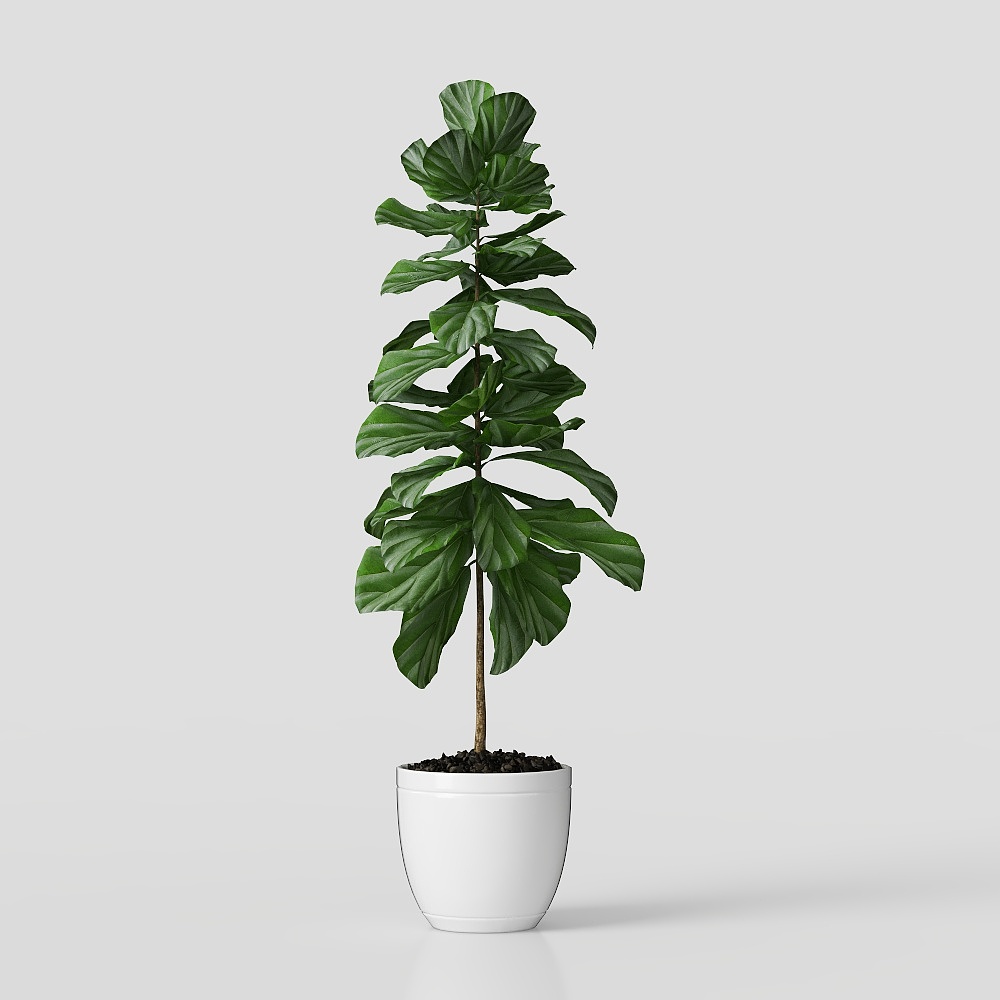 バルコニー植栽