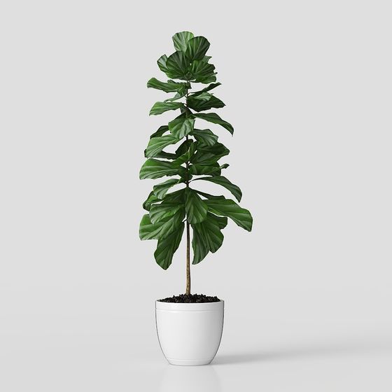 バルコニー植栽