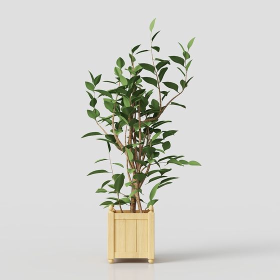 Наружная зелень