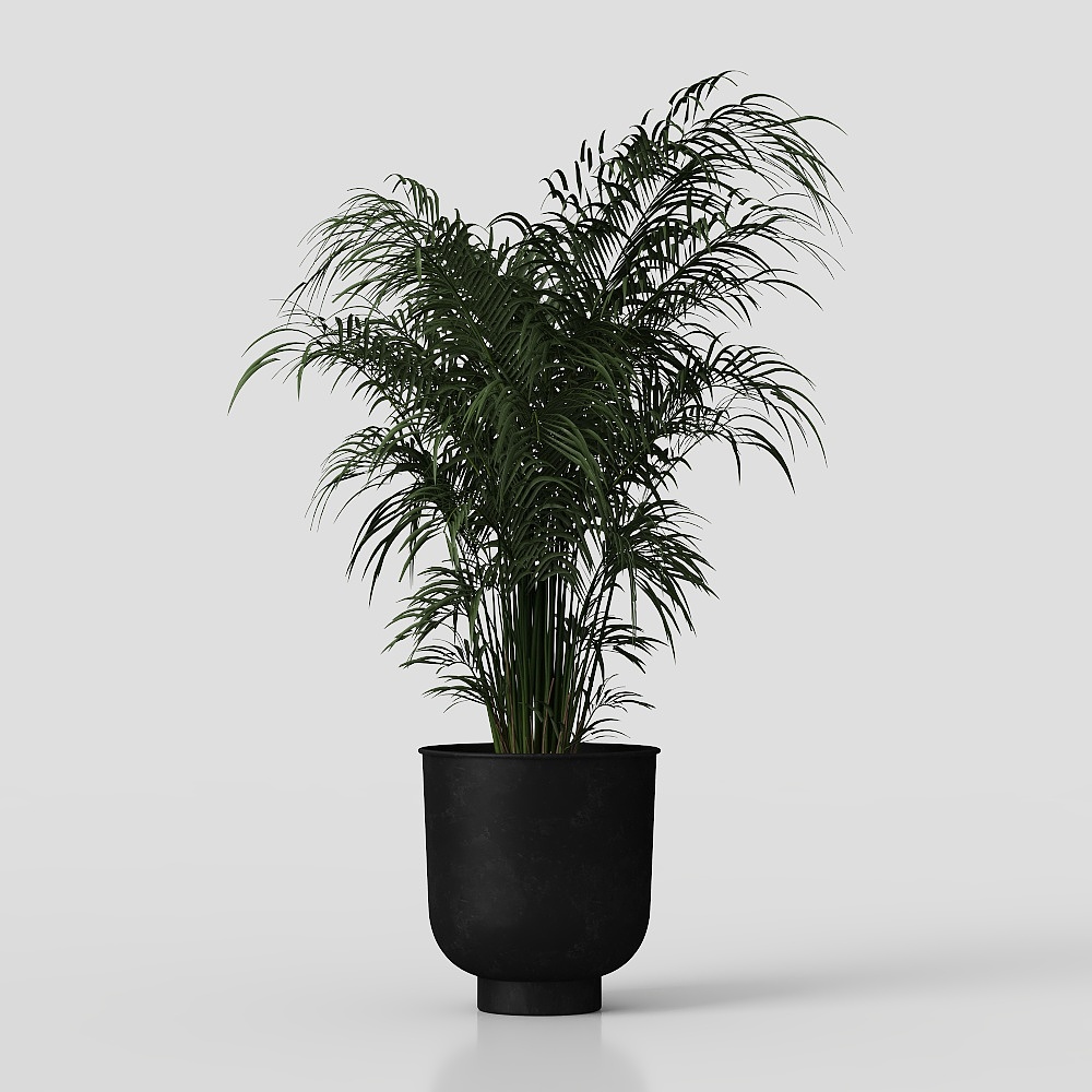 Potted plant