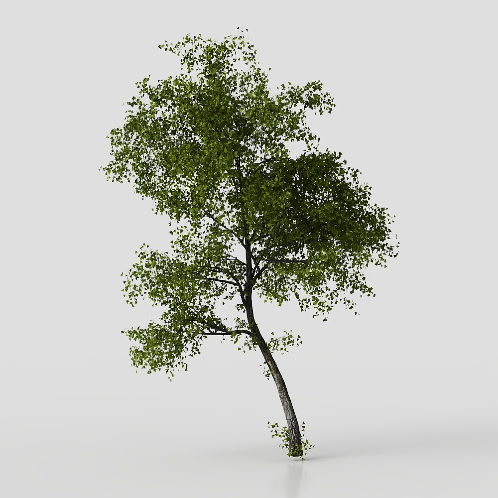 모던 중정 식물