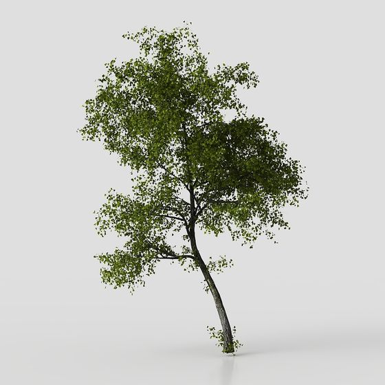 모던 중정 식물