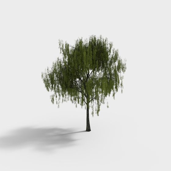 Realistic Weeping Willow Tree 3D model