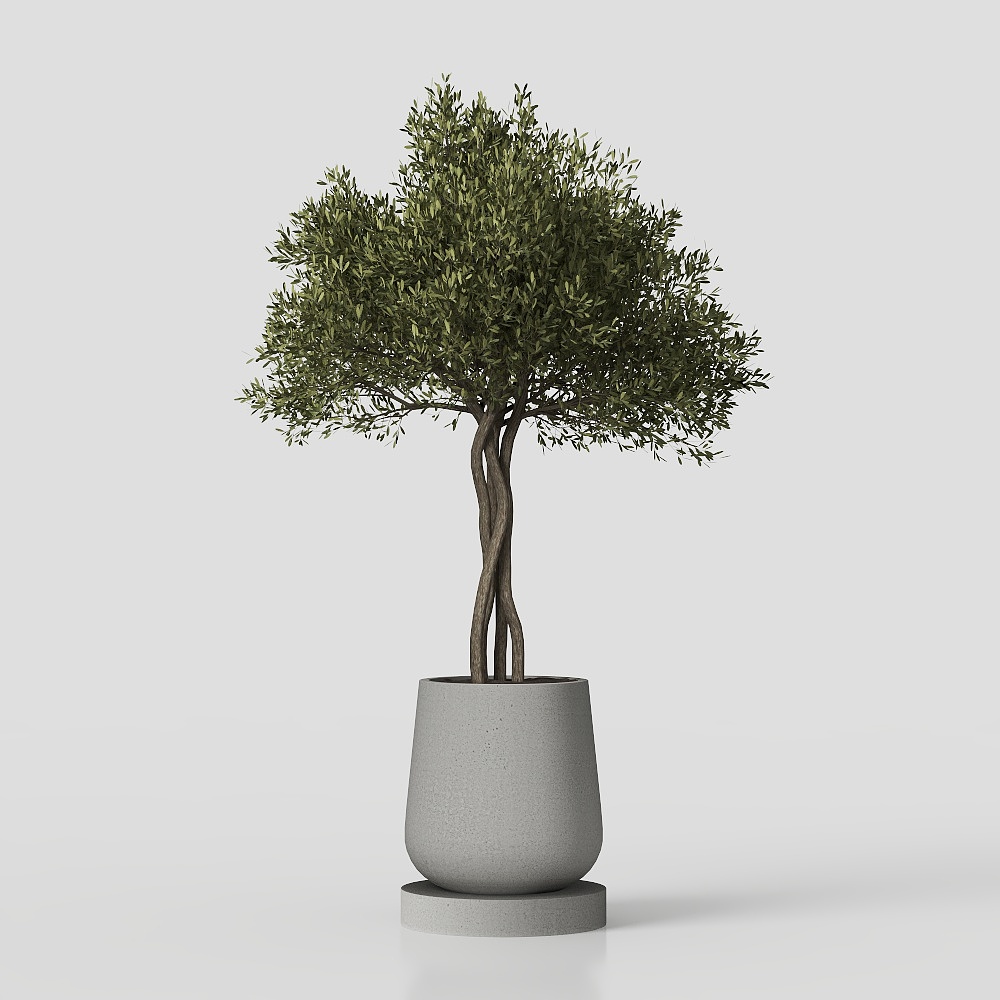 Modern balcony potted plants and bonsai