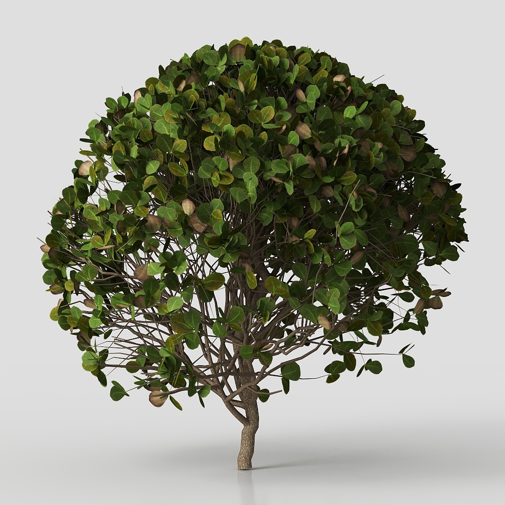 Modern outdoor plants