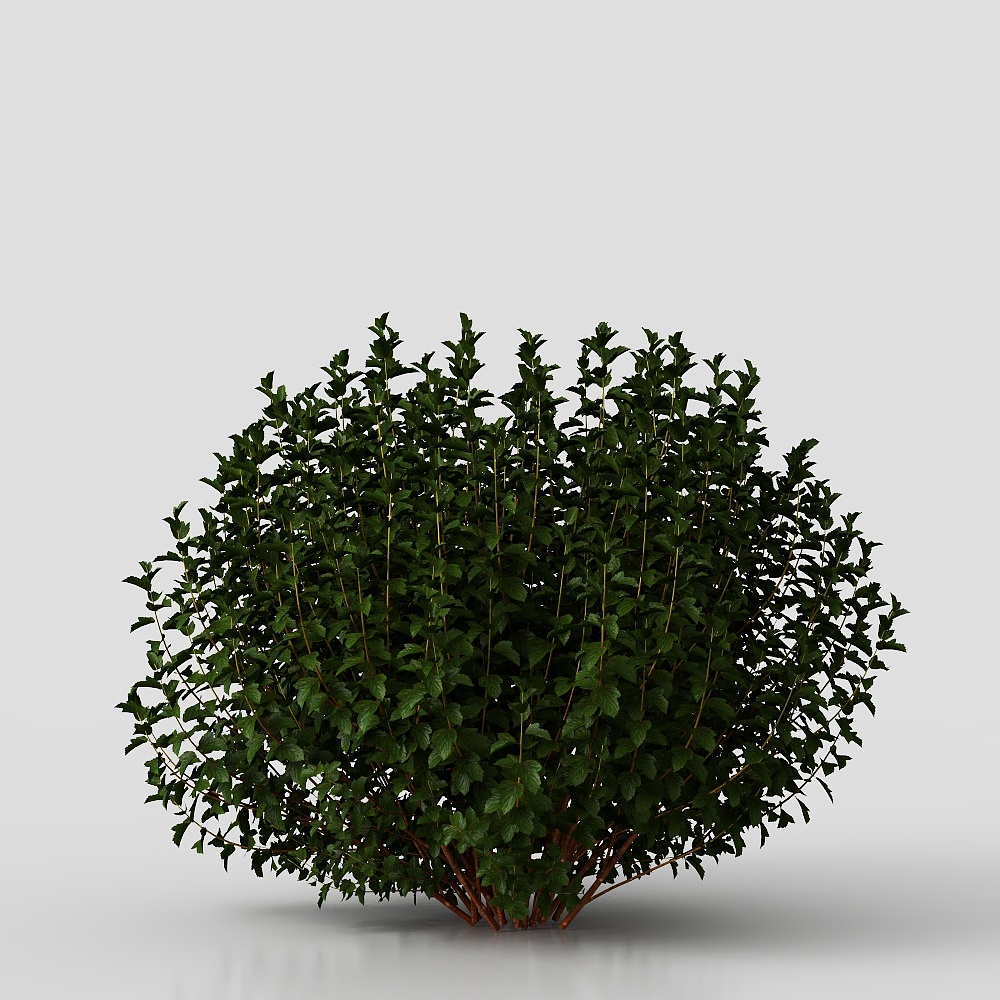 Plantes et arbustes de cour de style chinois