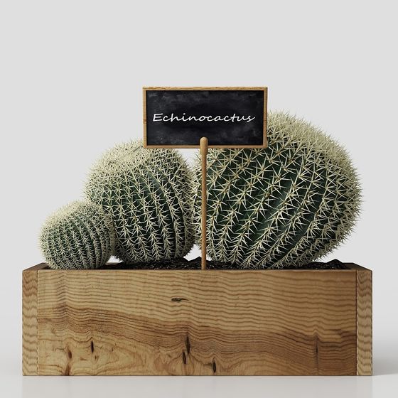 Realistic Echinocactus 3D Model for Creative Projects