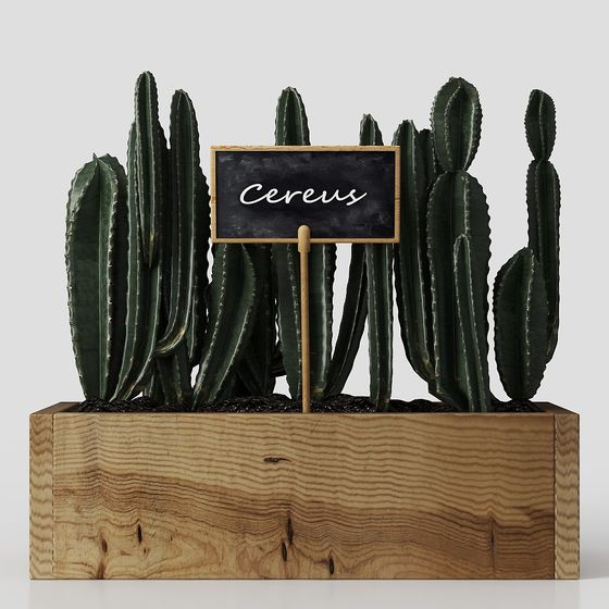 Lively Cactus 3D Model for Design Applications