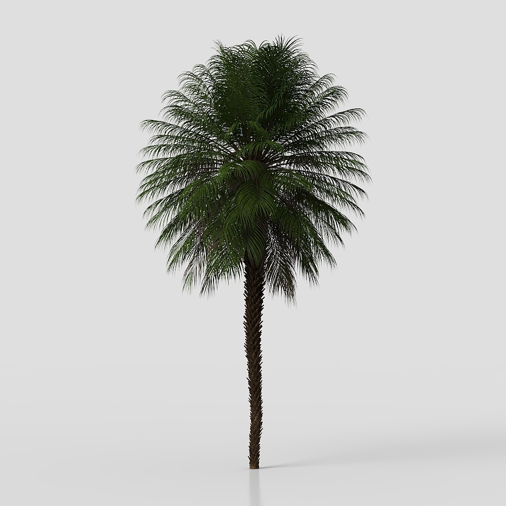 Realistic Palm Tree 3D model for Tropical Scenes