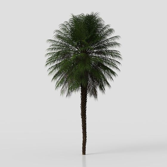 Realistic Palm Tree 3D model for Tropical Scenes