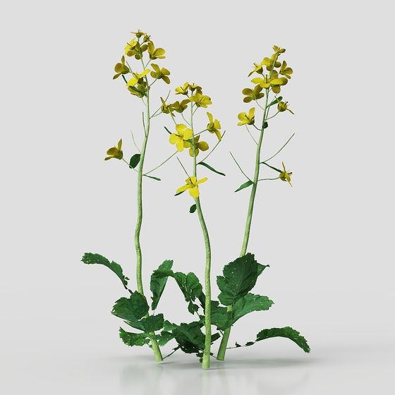 밭 양배추 꽃 묘목