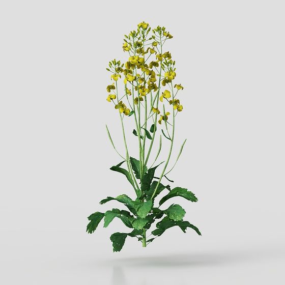 Lively Rapeseed Flower 3D Model for Creative Projects