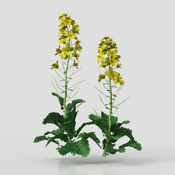 Realistic Rapeseed Flower 3D model