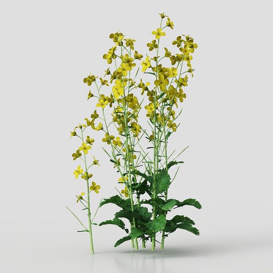 Vibrant Rapeseed Flower 3D Model