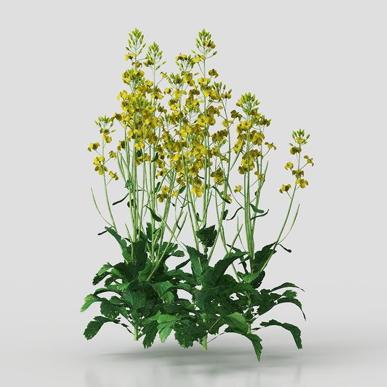 Vivid Rapeseed Flower 3D Model