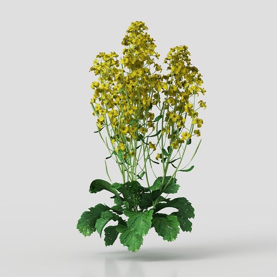 Vibrant Oilseed Rape Flower Clump 3D model