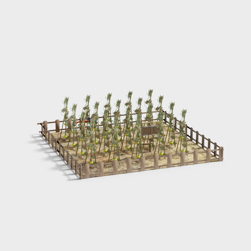 家庭農場番茄園