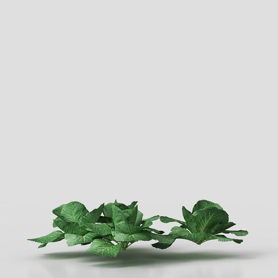 สวนปลูกผักโคลราบิ