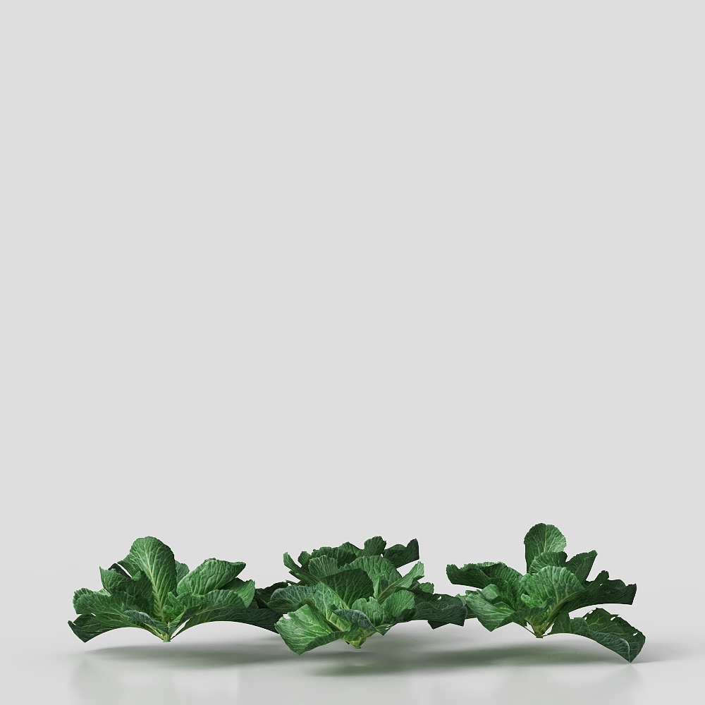 Vibrant Green Cabbage 3D Model