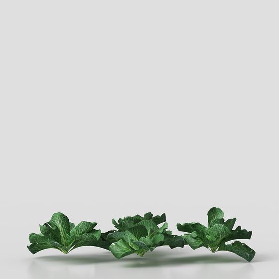 Vibrant Green Cabbage 3D Model