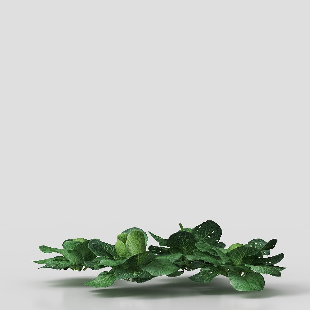 The garden grows the vegetable kohlrabi