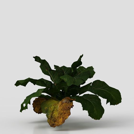 Rau trái cây nông trại