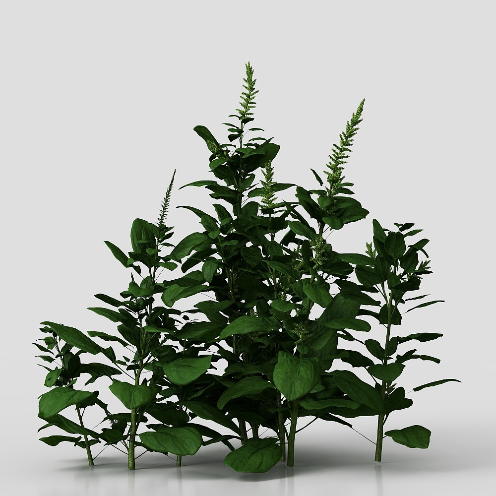 Vegetable seedlings for garden crops