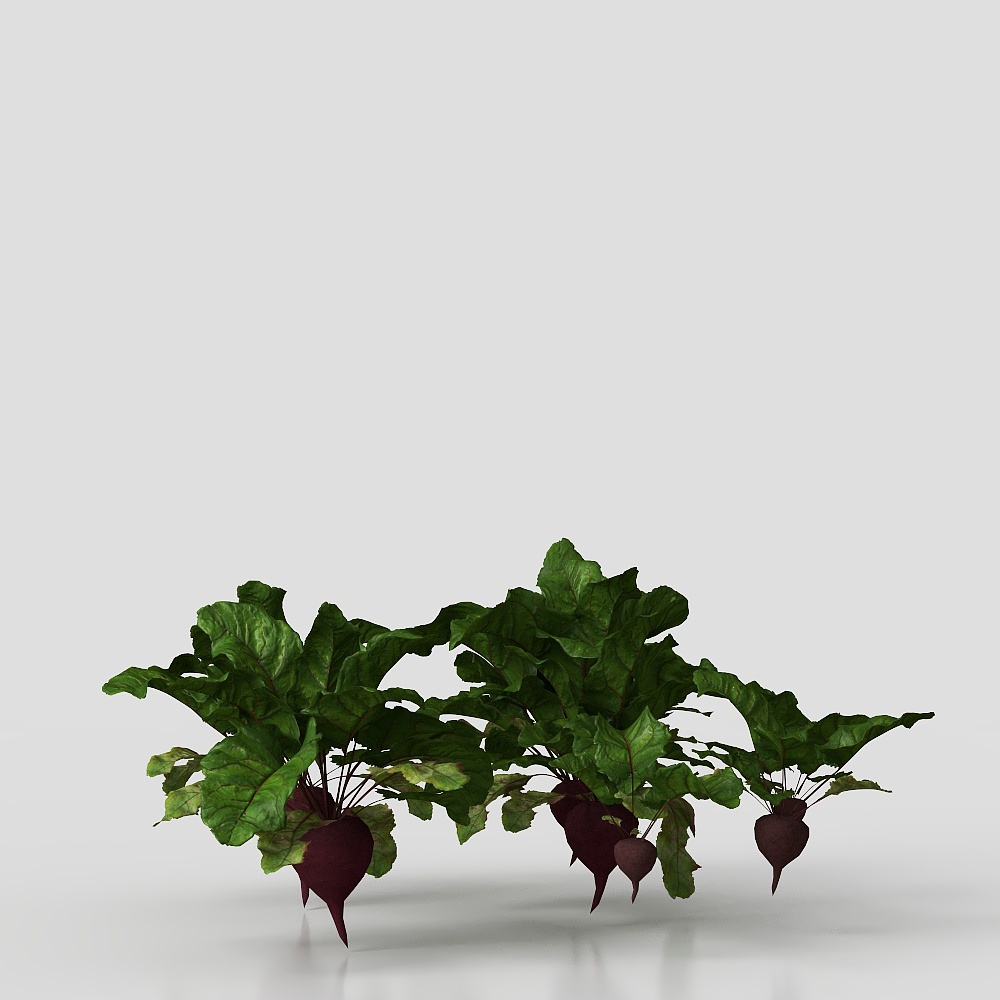 Low-Poly Beet Plant 3D Model
